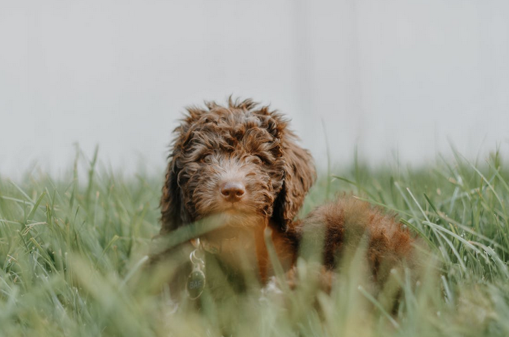 pet